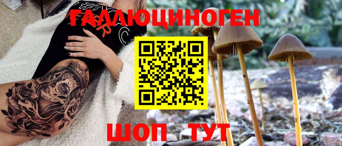Галлюциногенные грибы Psilocybe Северск